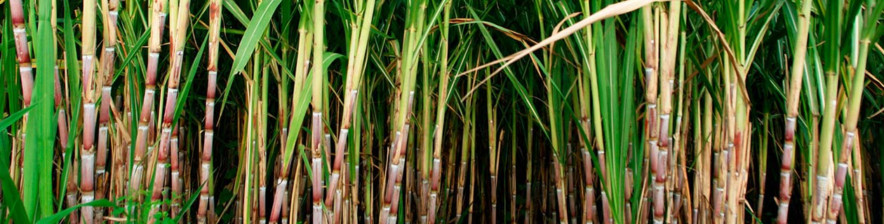 Sugar canes